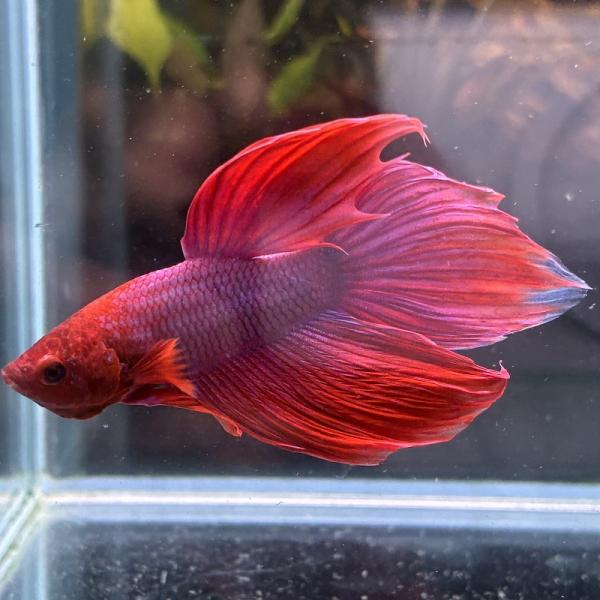 ベタ　ベールテール　オス　ファンシー　02M0301-023　生体　熱帯魚　トラディショナル