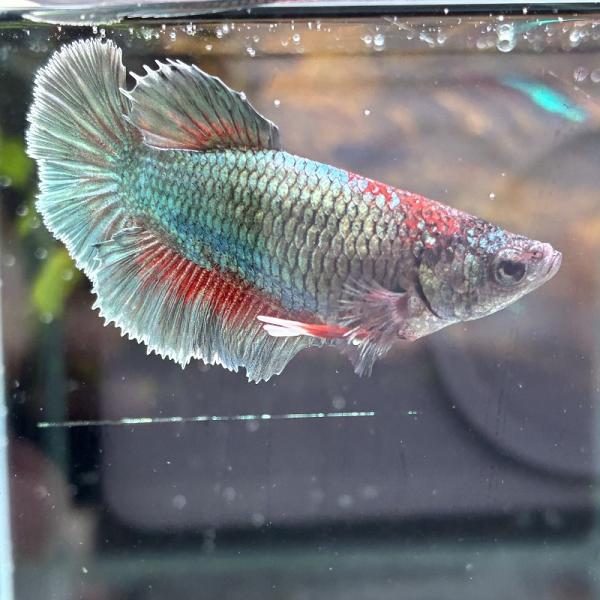 ショーベタ　メス　ファンシーカッパー　03F0301-019　ハーフムーン　熱帯魚　生体