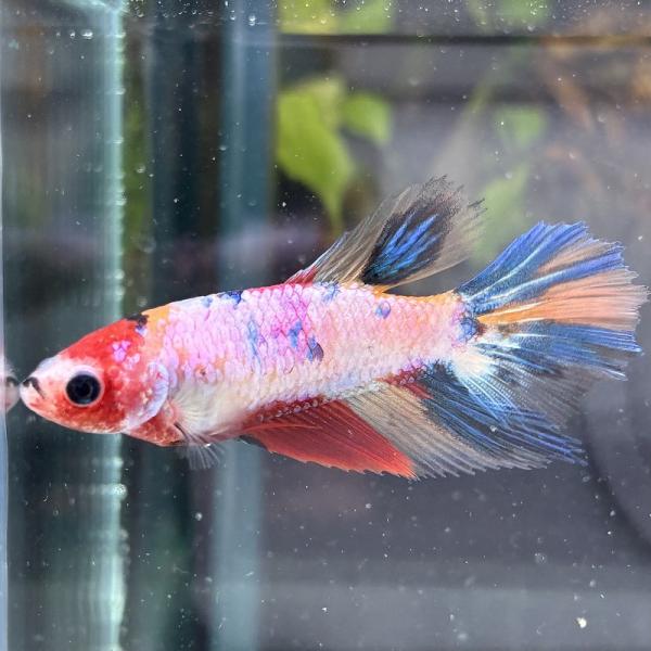 ショーベタ　メス　ファンシー　03F0301-021　ハーフムーン　熱帯魚　生体