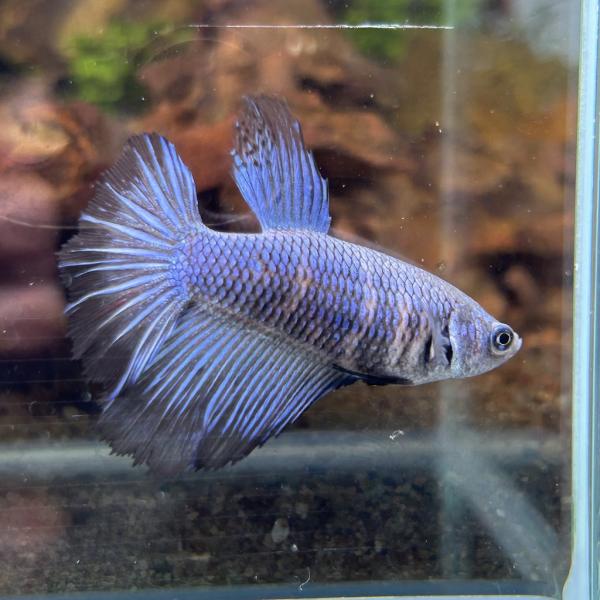 ブルガリ太陽モチーフ ペンダントヘッド5センチ特大 楽天市場】【ジュエリー】【新品仕上げ済】BVLGARI ブルガリ