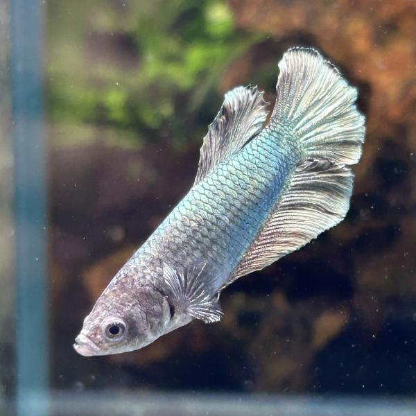 kotinettaigyo_03f0408-063