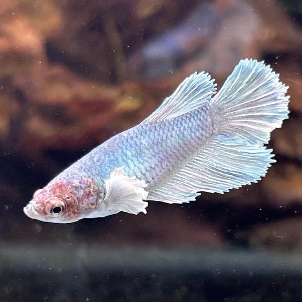 コ*魚様 ゲベとその飼い主(DZ-SS04/002 RRR) × 3枚 Amazon.co.jp