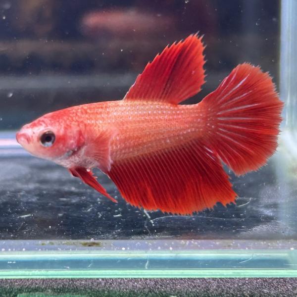 銀製熱帯魚 輝く美しさ！銀色の熱帯魚10選！水槽をクールに彩るシルバー