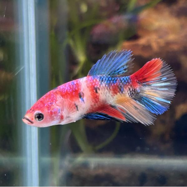 コ*魚様 ゲベとその飼い主(DZ-SS04/002 RRR) × 3枚 ヴァン