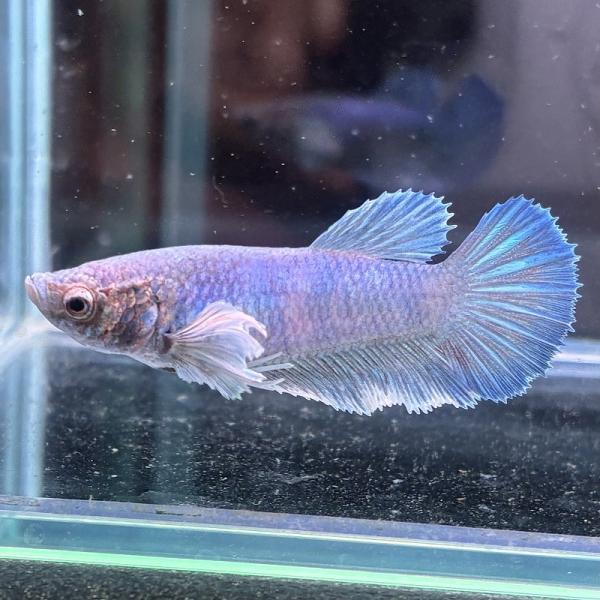ショーベタ　メス　ダンボ　ブルー　03F0601-007　ハーフムーン　熱帯魚　生体