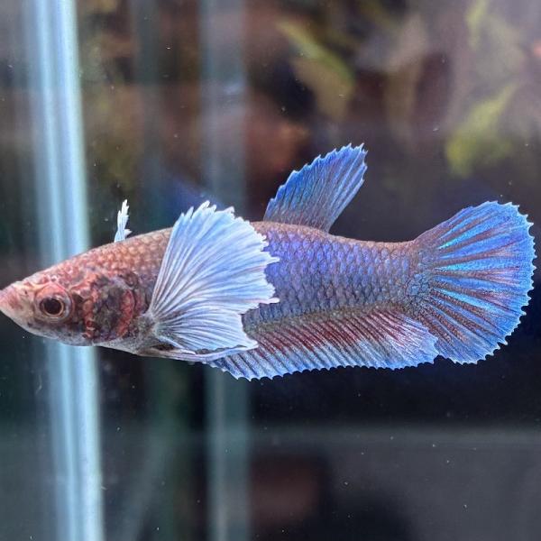 ショーベタ　メス　ダンボ　ブルー　03F0601-011　ハーフムーン　熱帯魚　生体