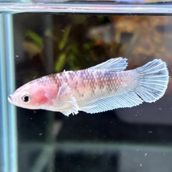 ショーベタ　メス　ダンボ　ファンシー　03F0601-014　ハーフムーン　熱帯魚　生体