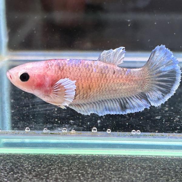 ショーベタ　メス　ダンボ　ファンシー　03F0601-016　ハーフムーン　熱帯魚　生体