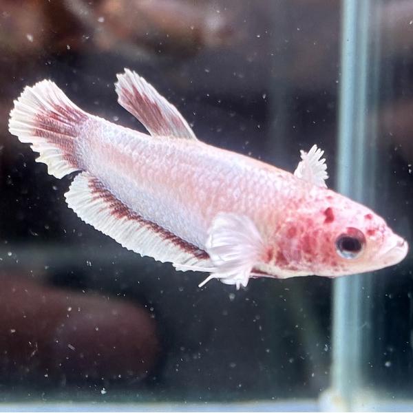 ショーベタ　メス　ダンボ　ファンシー　03F0601-022　ハーフムーン　熱帯魚　生体