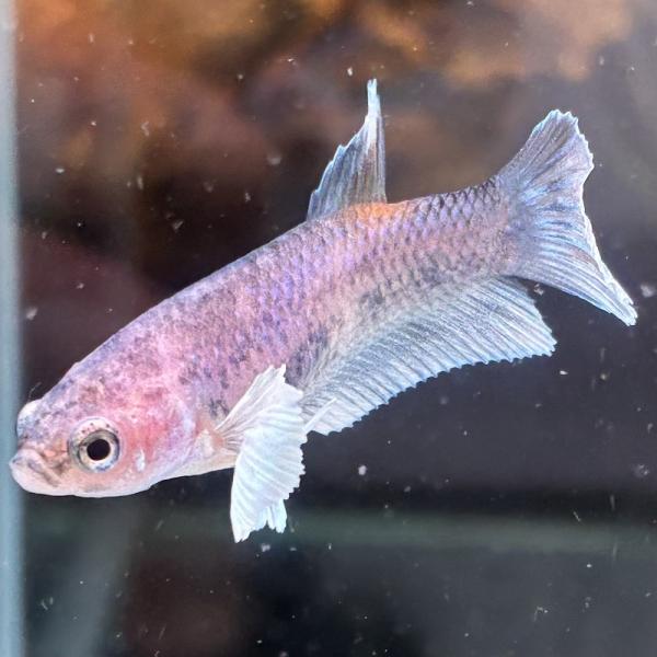 ショーベタ　メス　ダンボ　ファンシー　03F0601-023　ハーフムーン　熱帯魚　生体
