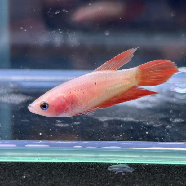 コ*魚様 ゲベとその飼い主(DZ-SS04/002 RRR) × 3枚 DZ-SS04/002 ゲベとその飼い主 RRR | ヴァンガード,DZシリーズ