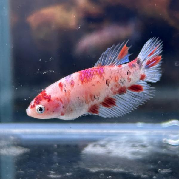 コ*魚様 ゲベとその飼い主(DZ-SS04/002 RRR) × 3枚 ヴァンガード