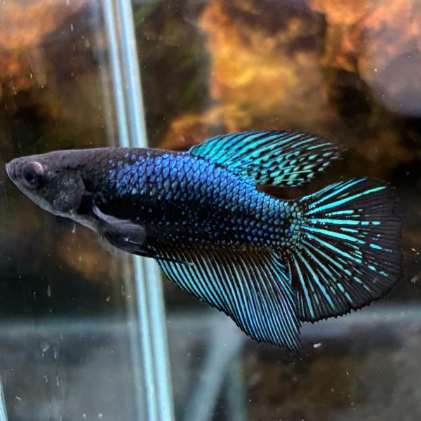 ショーベタ メス ブルードラゴン 03F1201-003 ハーフムーン 熱帯魚
