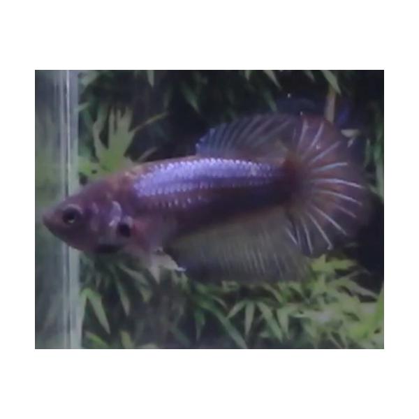 ベタ 熱帯魚 オスメス生体の価格と最安値 おすすめ通販を激安で