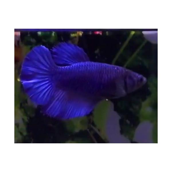 ベタ 熱帯魚 オスメス生体の価格と最安値 おすすめ通販を激安で