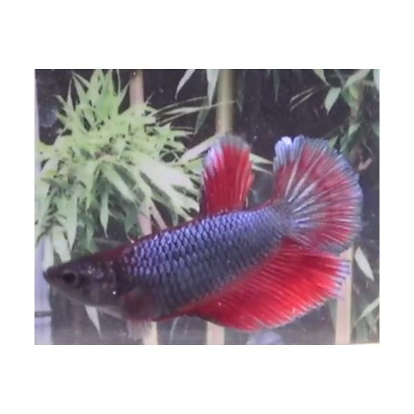 ベタ 熱帯魚 オスメス生体の価格と最安値 おすすめ通販を激安で