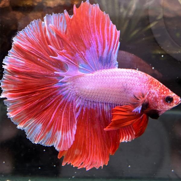 熱帯魚　ショーベタ　オス　ファンシー　03M0301-026　生体　ハーフムーン
