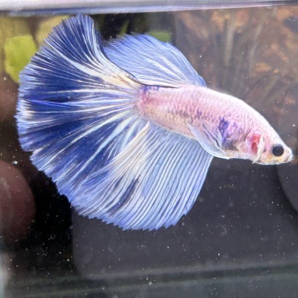 熱帯魚　ショーベタ　オス　ファンシー　03M0301-041　生体　ハーフムーン