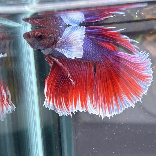 熱帯魚　ショーベタ　オス　ダンボ　ファンシー　03M0301-060　生体　ハーフムーン