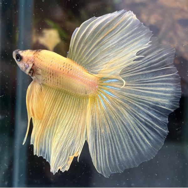 熱帯魚　ショーベタ　オス　イエロー　03M0301-070　生体　ハーフムーン