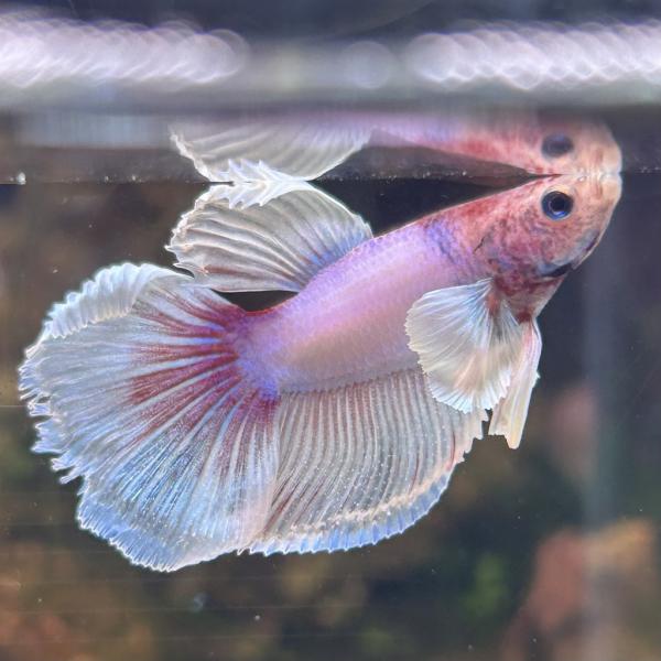 熱帯魚様 熱帯魚 ショーベタ オス ダンボ ラベンダーバタフライ 03M0408