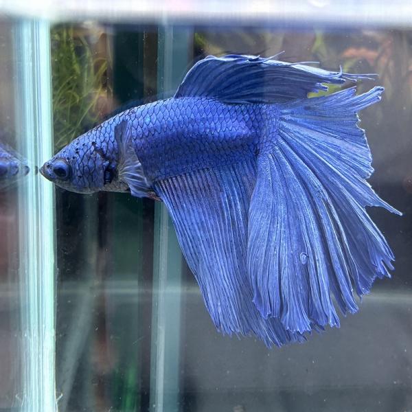 アウトレット　熱帯魚　ショーベタ　オス　ブルー　03M0601-001　生体　ハーフムーン