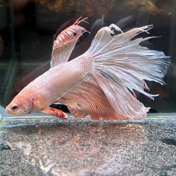 アウトレット　熱帯魚　ショーベタ　オス　ファンシー　03M0601-002　生体　ハーフムーン