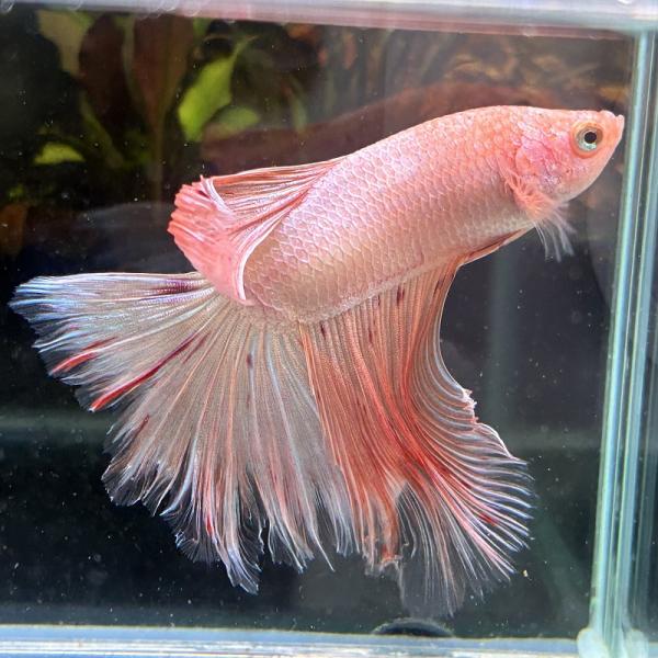 アウトレット　熱帯魚　ショーベタ　オス　アルマゲドン　03M0601-005　生体　ハーフムーン