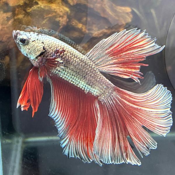 アウトレット　熱帯魚　ショーベタ　オス　レッドカッパー　欠損　03M0601-021　生体　ハーフムーン
