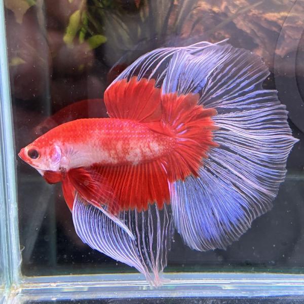 熱帯魚　ショーベタ　オス　レッドバタフライ　03M0601-022　生体　ハーフムーン