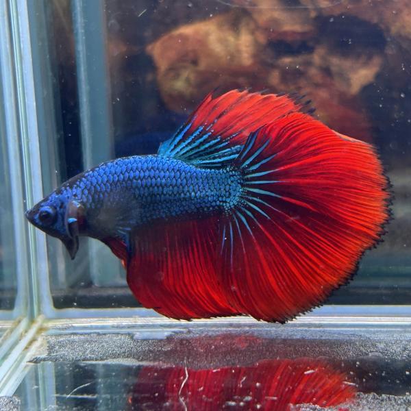 熱帯魚様 淡水魚】【通販】激安 ショートボディ レッドテールキャット【1