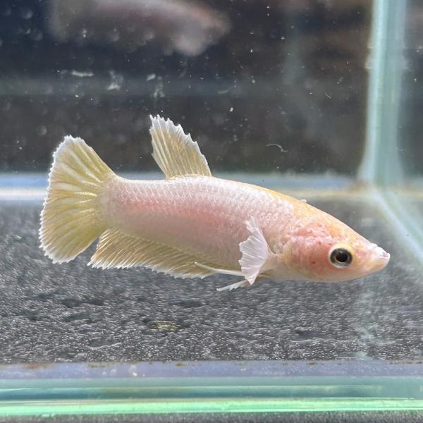熱帯魚様 imgrc0100470042.jpg