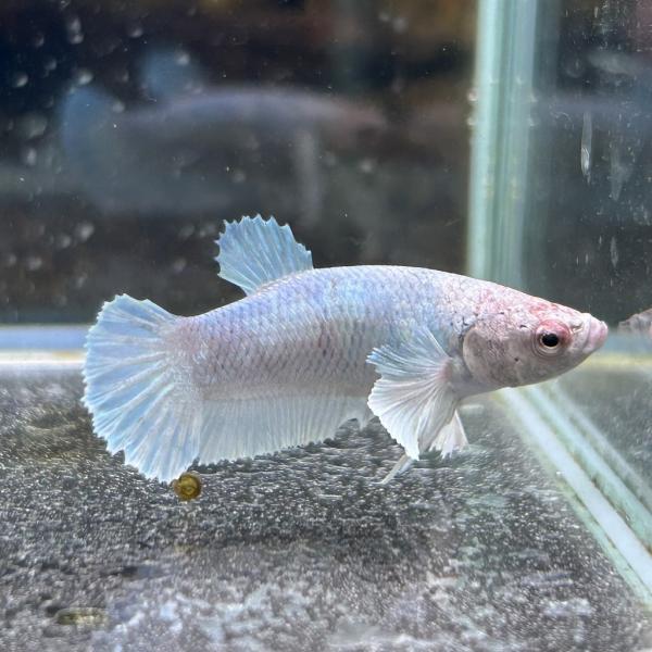 ベタ プラカット メス ダンボ ブルー 05F0408-026 高知熱帯魚