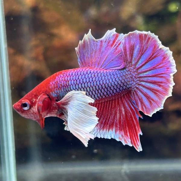 熱帯魚 プラカットベタ オス ダンボ ラベンダーバタフライ