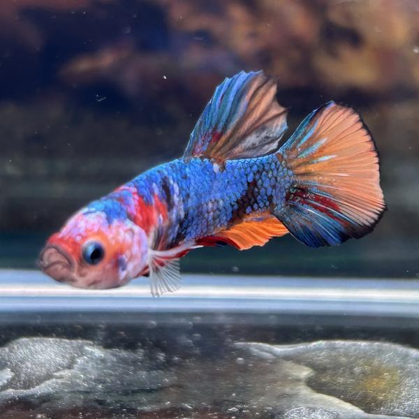 熱帯魚様 ベタ ダブルテール メス ファンシーカッパー 06F0408-027 熱帯魚