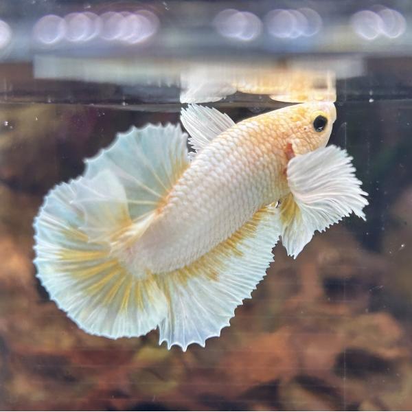 熱帯魚様 楽しい熱帯魚 8月号 (発売日2012年07月11日) | 雑誌/定期購読の