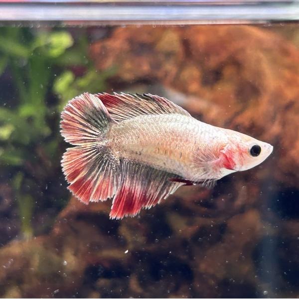 熱帯魚 淡水魚】【通販】激安 ショートボディ レッドテールキャット【1