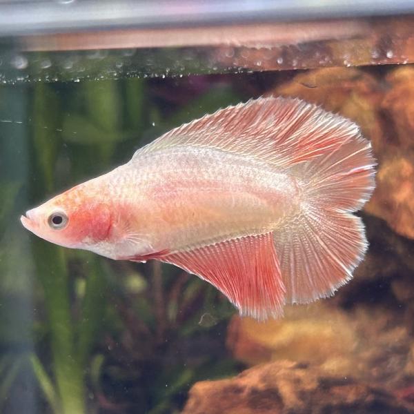 熱帯魚 ベタ ダブルテール メス グリーン 06F0408-038 熱帯魚 生体