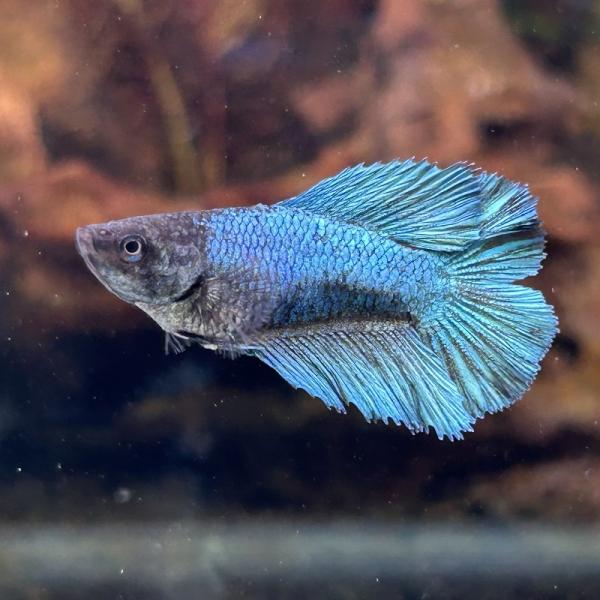 熱帯魚 ベタ ダブルテール メス グリーン 06F0408-038 熱帯魚 生体