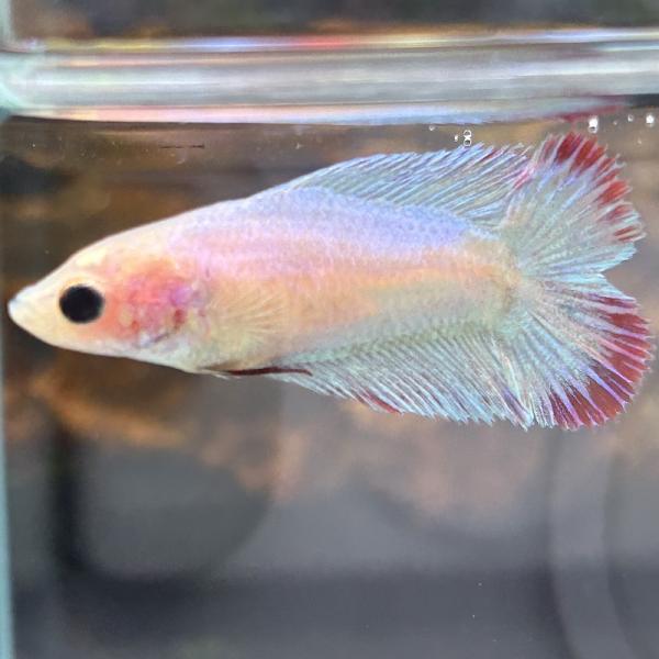 ベタ　ダブルテール　メス　ファンシー　06F0601-002　熱帯魚　生体