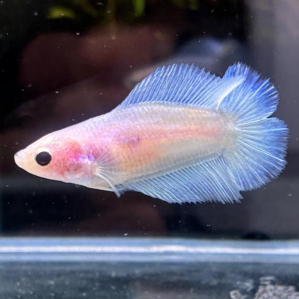 ベタ　ダブルテール　メス　パステル　06F0601-010　熱帯魚　生体