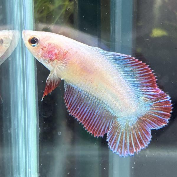 ベタ　ダブルテール　メス　ファンシー　06F0601-012　熱帯魚　生体
