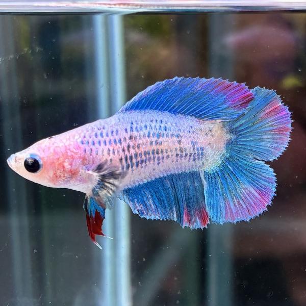 ベタ　ダブルテール　メス　ファンシー　06F0601-014　熱帯魚　生体