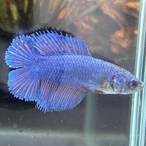 ベタ　ダブルテール　メス　ブルー　06F0601-018　熱帯魚　生体