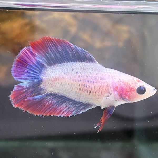 ベタ　ダブルテール　メス　ファンシー　06F0601-019　熱帯魚　生体
