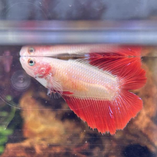 銀製熱帯魚 在庫処分特価 ベタ ショーベタ メス カッパー 03F0408-063