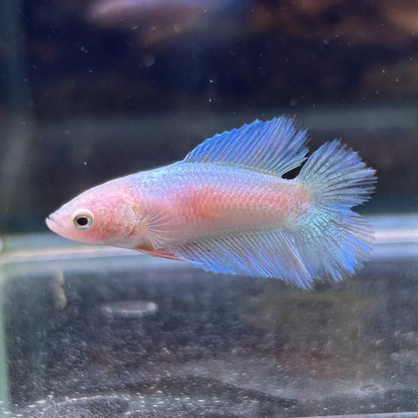 kotinettaigyo_06f0801-008