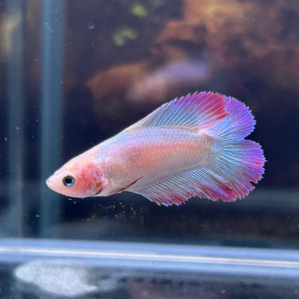 熱帯魚様 ベタ 熱帯魚 生体 プラカット ブラックスター オス : ベタ専門店