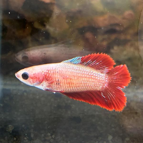 生体　熱帯魚　飼育　アナバス　タイ　ブリード　かわいい　高知熱帯魚サービス　Species complex　スプレンデンス　ラビリンス器官　ベタ　改良ベタ　グラミー　ショーベタ　BETTA　闘魚　トウギョ　初心者　簡単　スズキ目　キノボリウ...