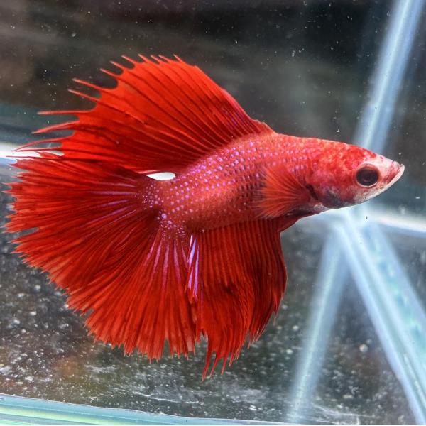 熱帯魚 ダブルテールベタ オス レッド 06M0116-022 フルムーン 生体